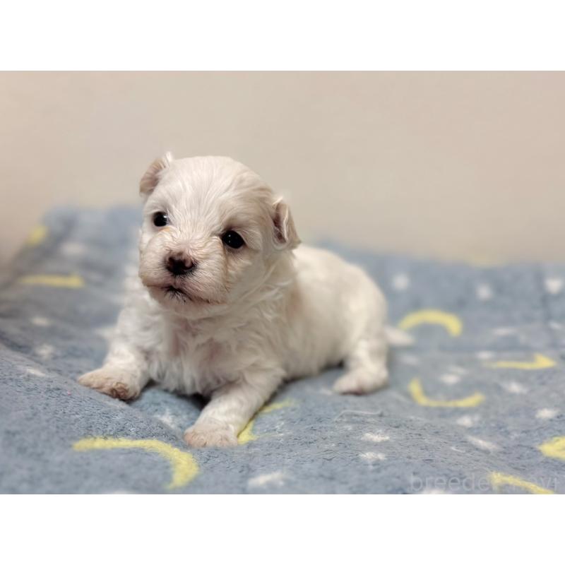 販売中の東京都のマルチーズ-444417の5枚目