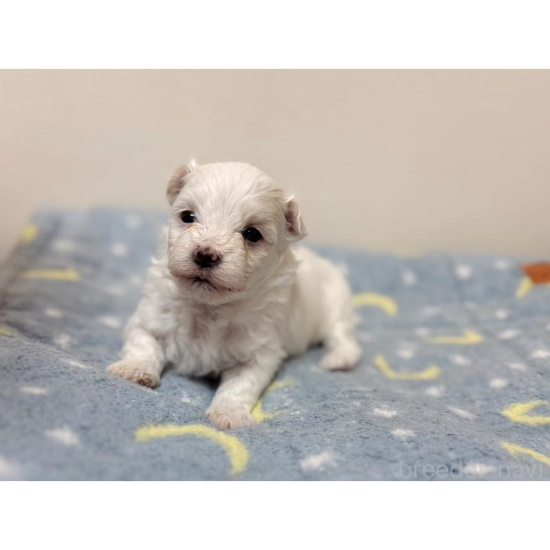 販売中の東京都のマルチーズ-444417の4枚目