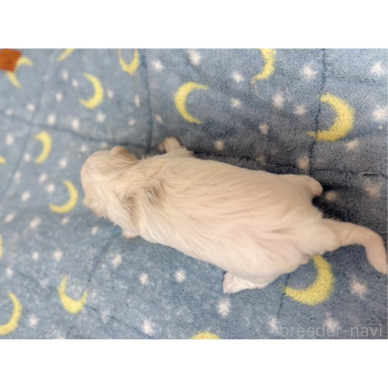 販売中の東京都のマルチーズ-444417の3枚目