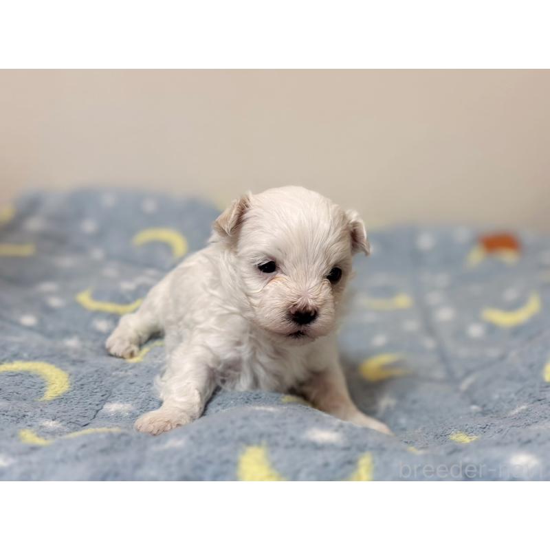 販売中の東京都のマルチーズ-444417の2枚目