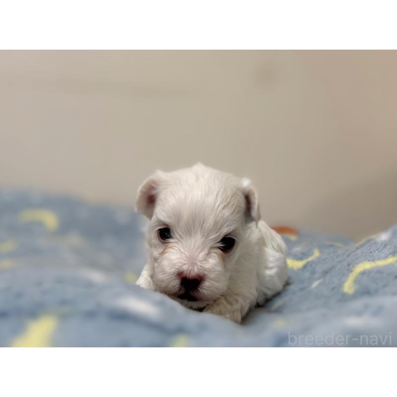 販売中の東京都のマルチーズ-444418の8枚目