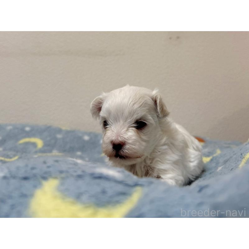販売中の東京都のマルチーズ-444418の7枚目