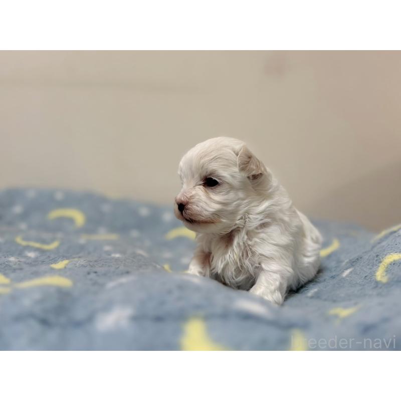 販売中の東京都のマルチーズ-444418の6枚目