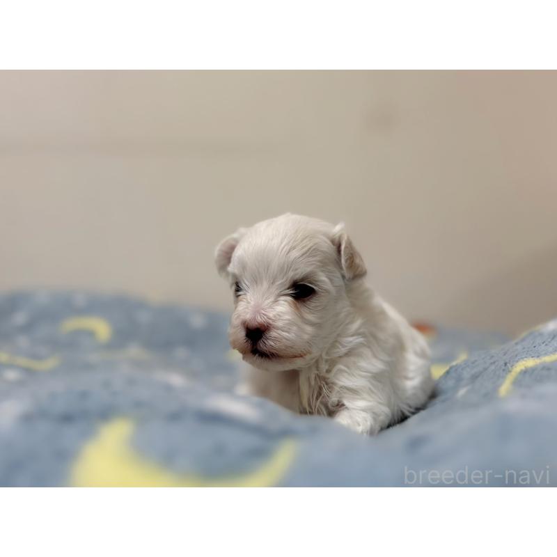 販売中の東京都のマルチーズ-444418の5枚目