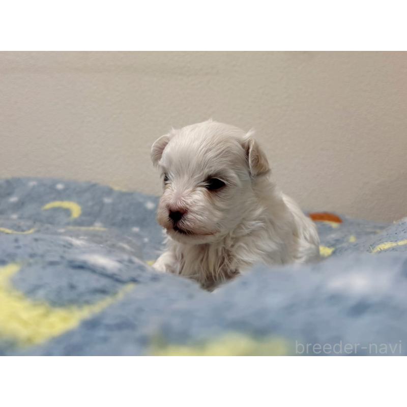 販売中の東京都のマルチーズ-444418の1枚目