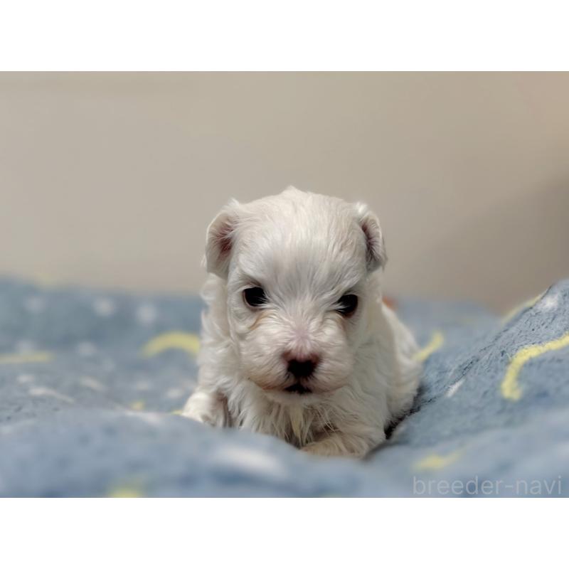 販売中の東京都のマルチーズ-444418の4枚目