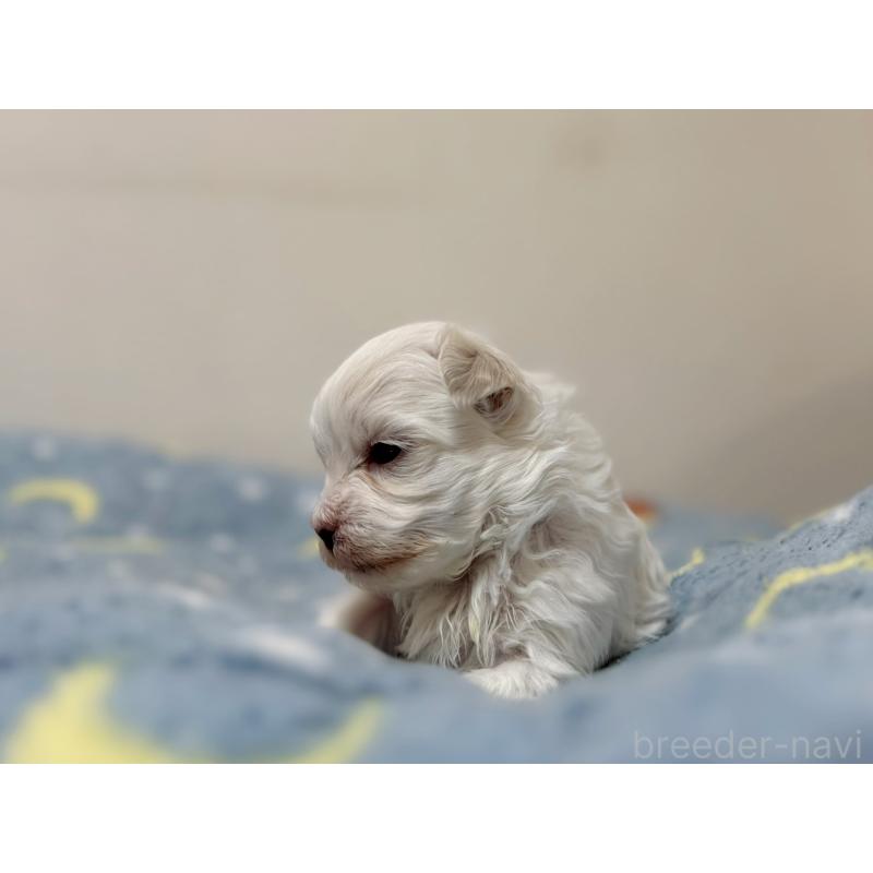 販売中の東京都のマルチーズ-444418の3枚目