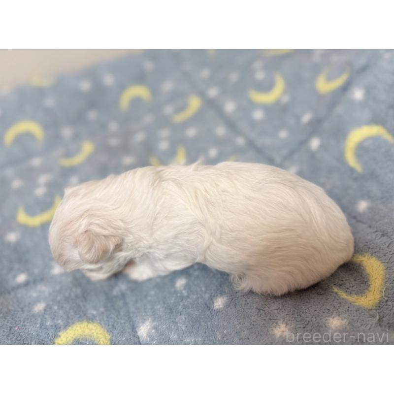 販売中の東京都のマルチーズ-444418の2枚目