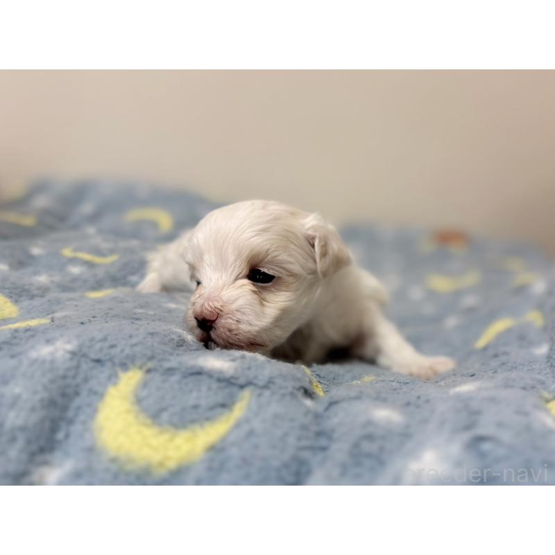 販売中の東京都のマルチーズ-444419の6枚目