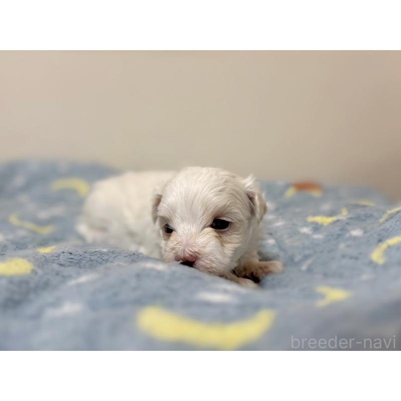 販売中の東京都のマルチーズ-444419の4枚目