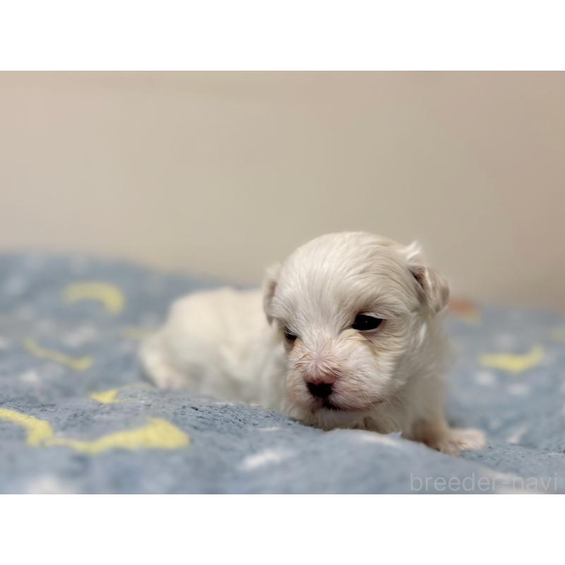 販売中の東京都のマルチーズ-444419の3枚目