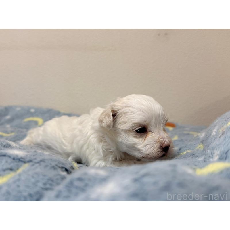 販売中の東京都のマルチーズ-444419の2枚目