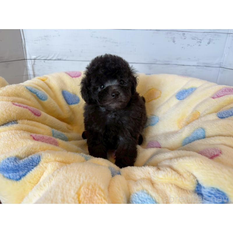 販売中の愛知県のトイプードル-444420の6枚目