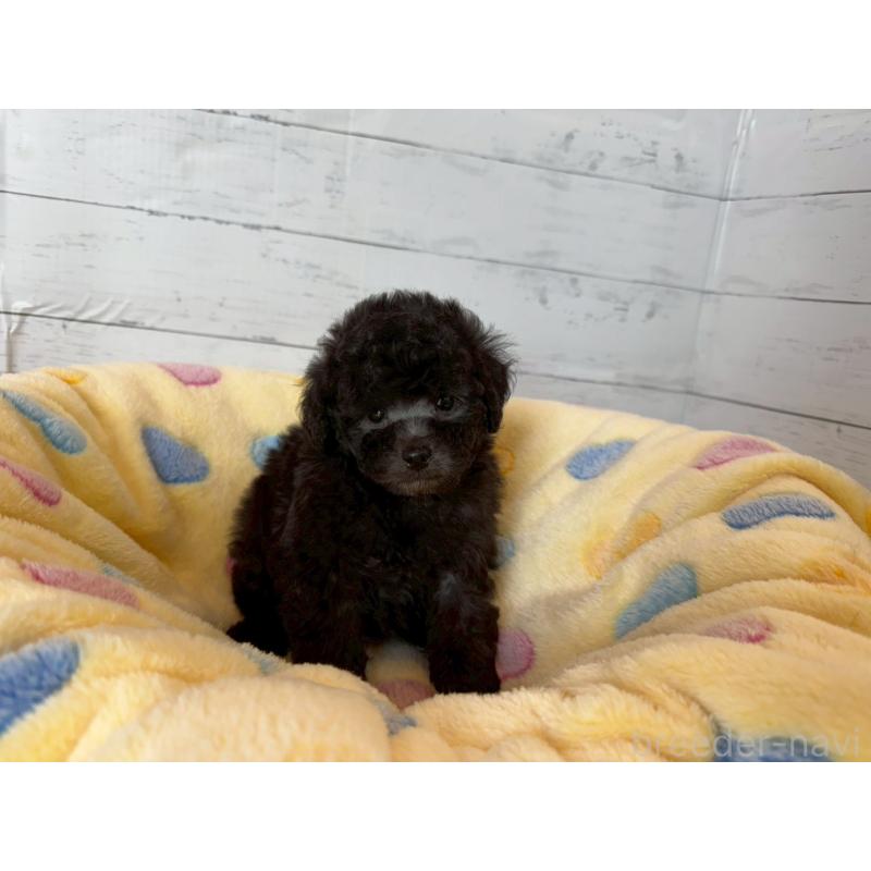 販売中の愛知県のトイプードル-444420の5枚目