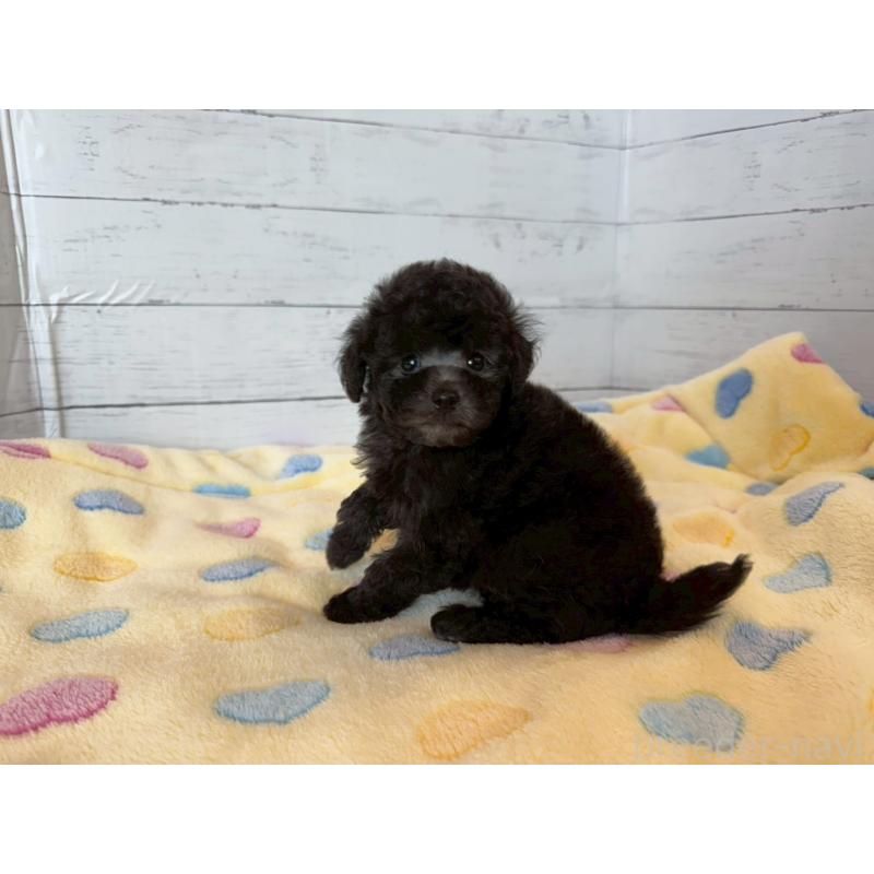 販売中の愛知県のトイプードル-444420の4枚目