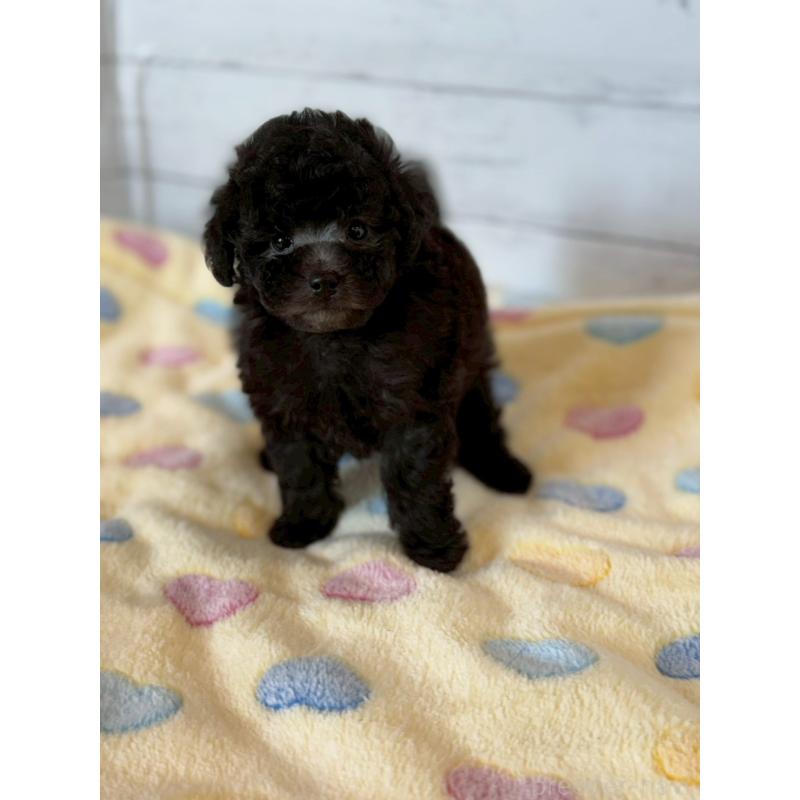 販売中の愛知県のトイプードル-444420の3枚目