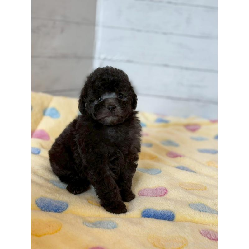 販売中の愛知県のトイプードル-444420の2枚目