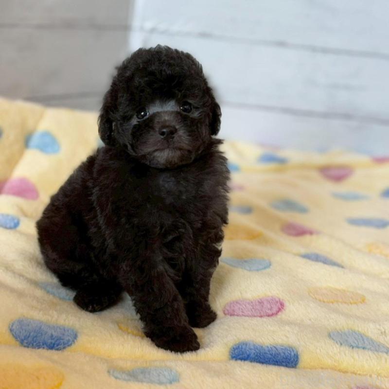 販売中の愛知県のトイプードル-444420