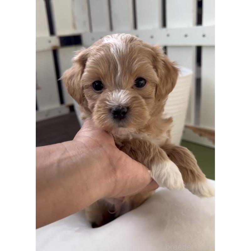 商談中の福岡県のマルプー:マルチーズ×トイプードル-440418の6枚目