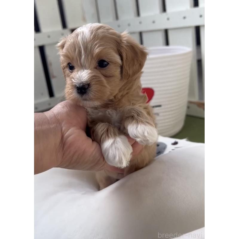 商談中の福岡県のマルプー:マルチーズ×トイプードル-440418の5枚目