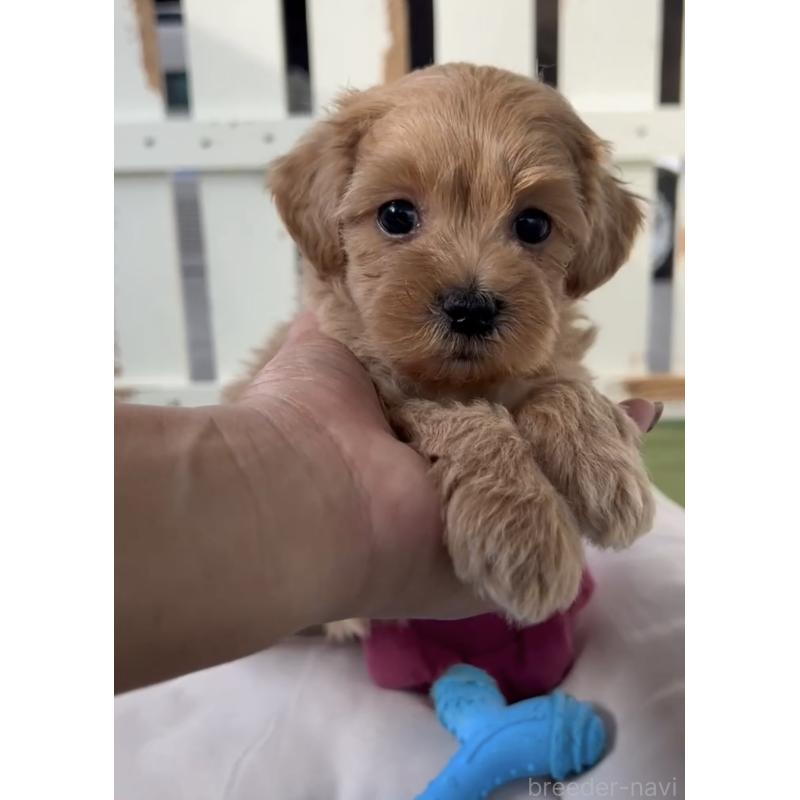 販売中の福岡県のマルプー:マルチーズ×トイプードル-444423の3枚目