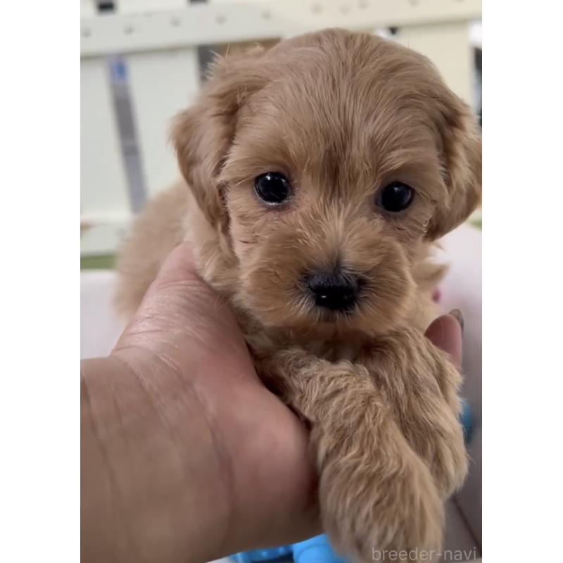 販売中の福岡県のマルプー:マルチーズ×トイプードル-444423の2枚目