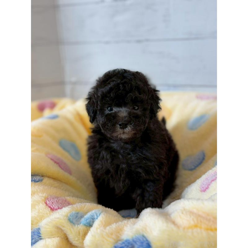 販売中の愛知県のトイプードル-444421の4枚目