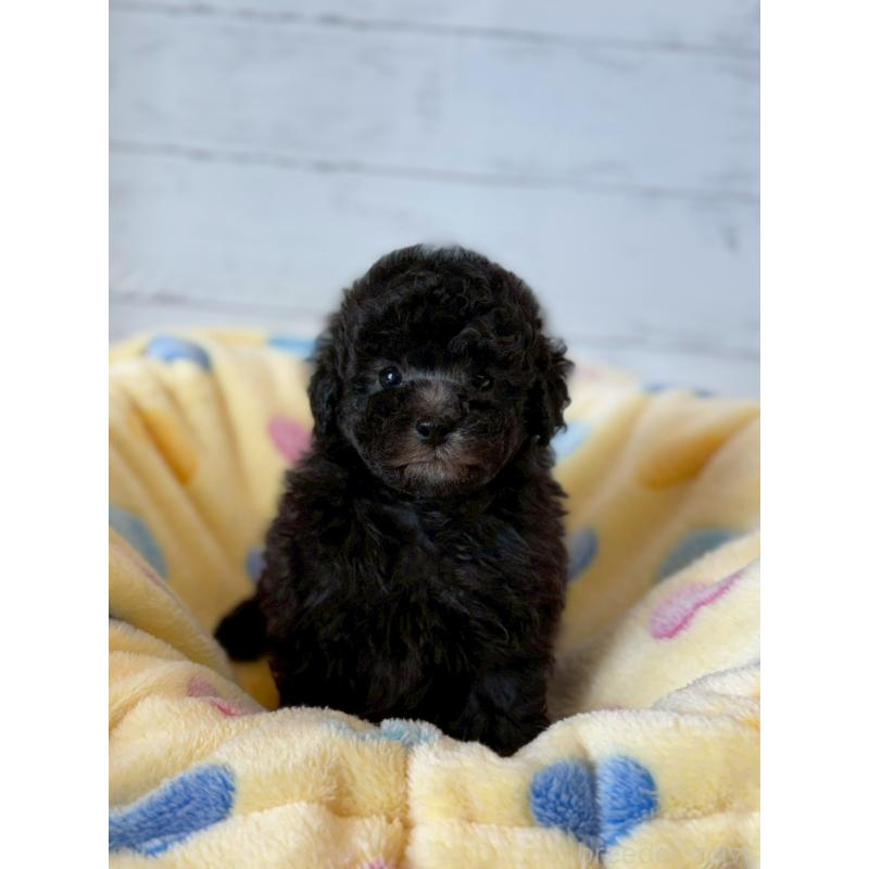 販売中の愛知県のトイプードル-444421の3枚目