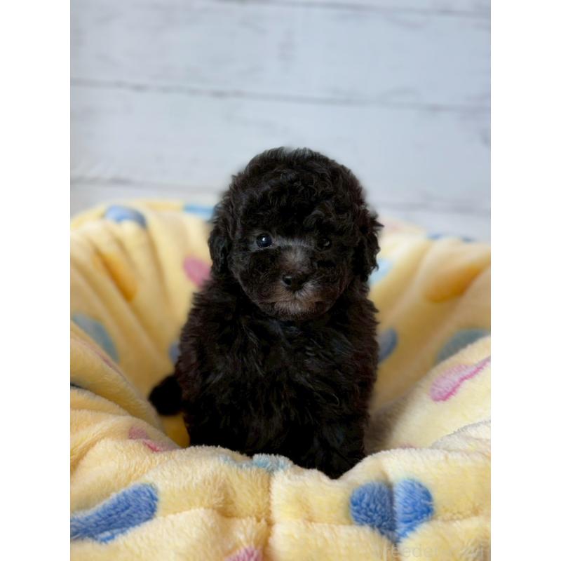 販売中の愛知県のトイプードル-444421の2枚目