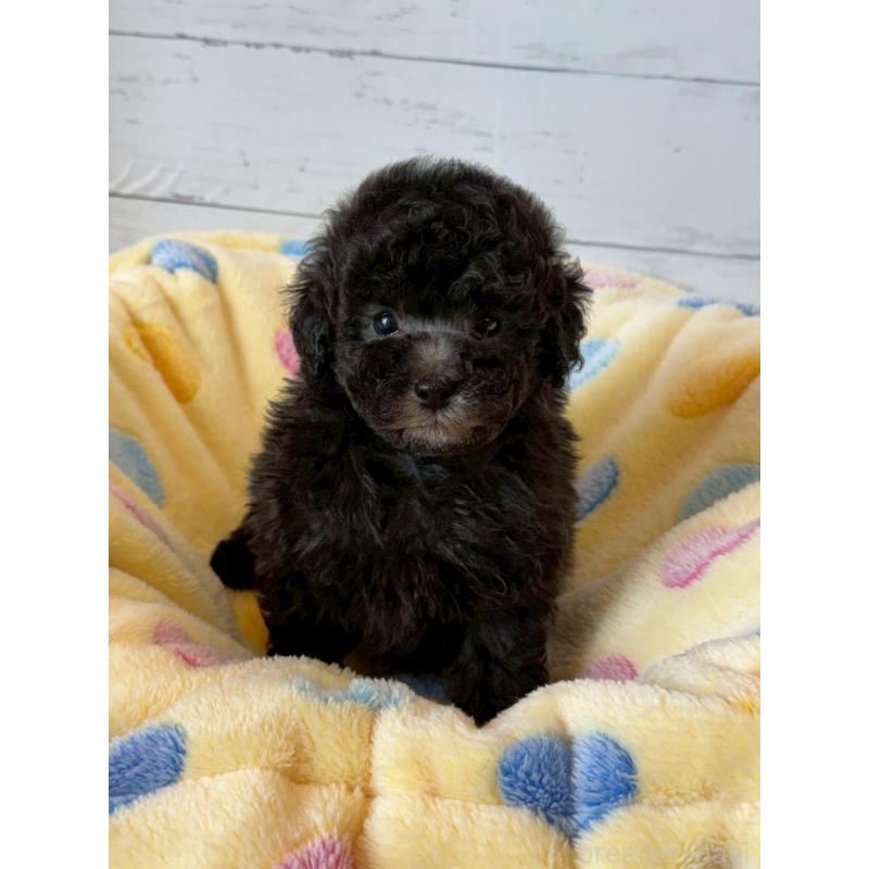 販売中の愛知県のトイプードル-444421