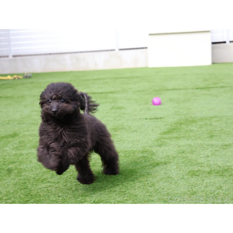 販売中の福岡県のタイニープードル-429959の6枚目