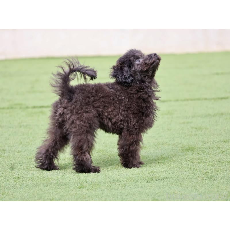 販売中の福岡県のタイニープードル-429959の5枚目