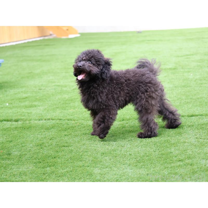 販売中の福岡県のタイニープードル-429959の4枚目