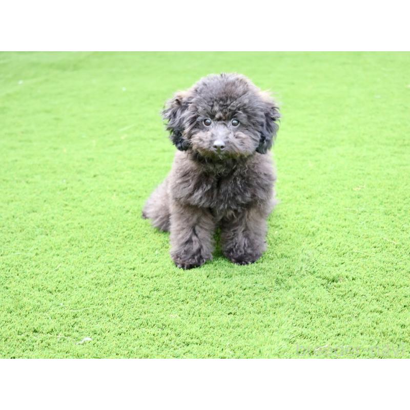 販売中の福岡県のタイニープードル-429959の3枚目