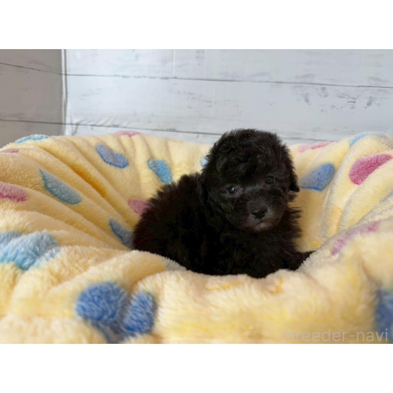 販売中の愛知県のトイプードル-444424の4枚目