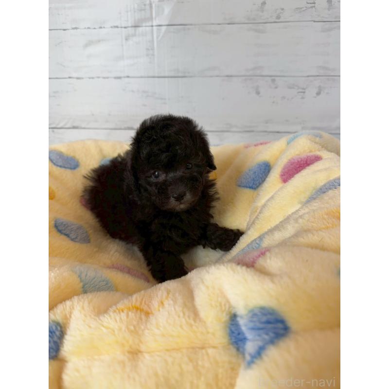 販売中の愛知県のトイプードル-444424の3枚目