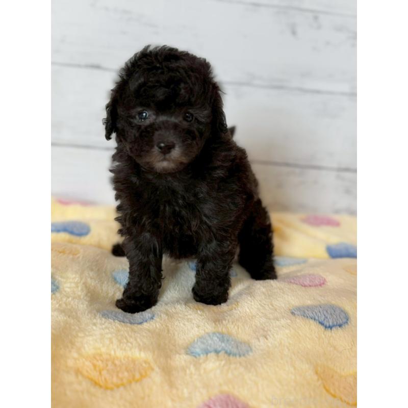 販売中の愛知県のトイプードル-444424の2枚目