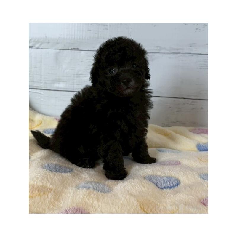 販売中の愛知県のトイプードル-444424の1枚目