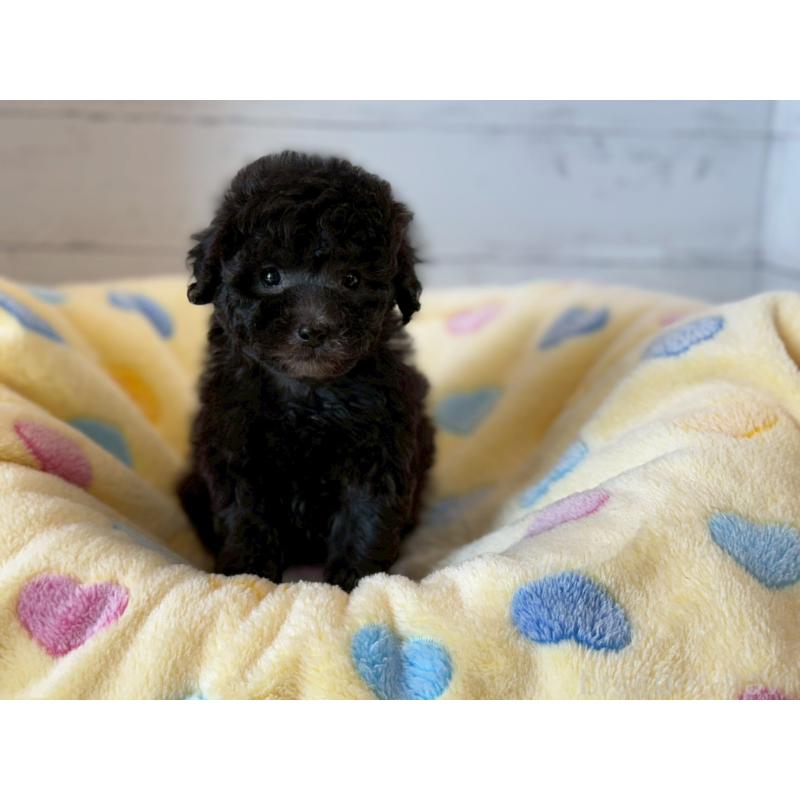 販売中の愛知県のトイプードル-444425の5枚目