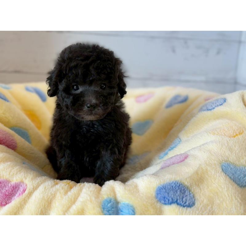 販売中の愛知県のトイプードル-444425の4枚目