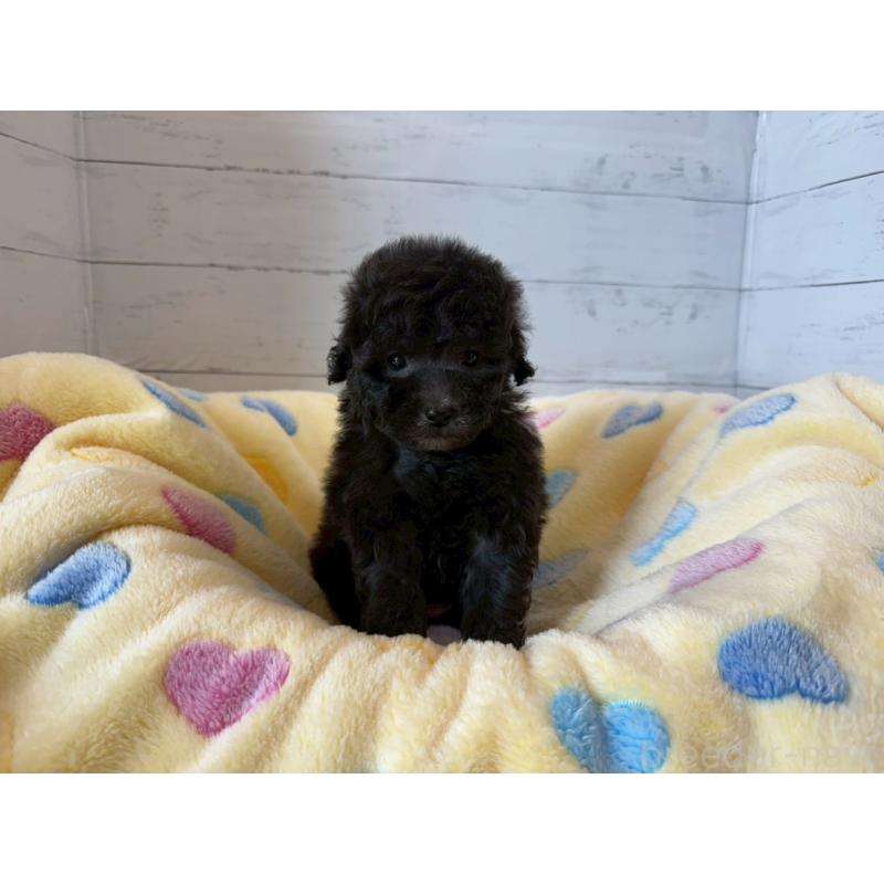 販売中の愛知県のトイプードル-444425の3枚目