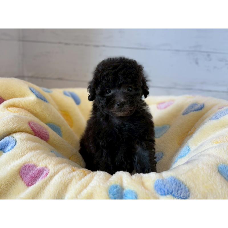 販売中の愛知県のトイプードル-444425の2枚目