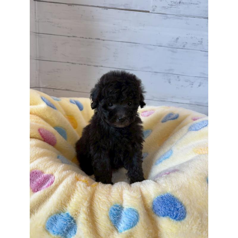 販売中の愛知県のトイプードル-444425