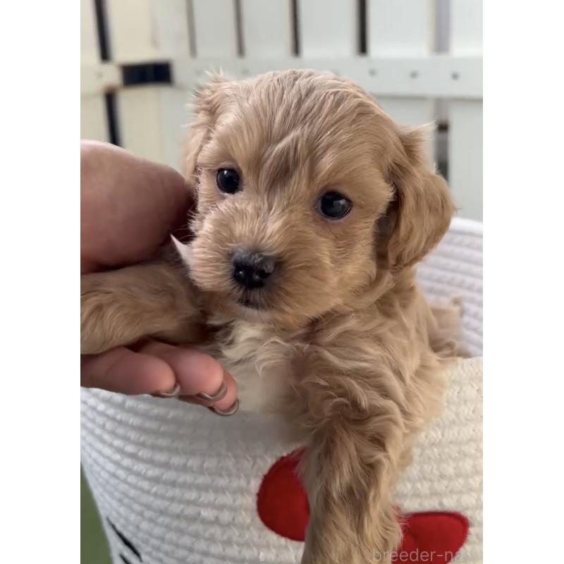 販売中の福岡県のマルプー:マルチーズ×トイプードル-444428の4枚目