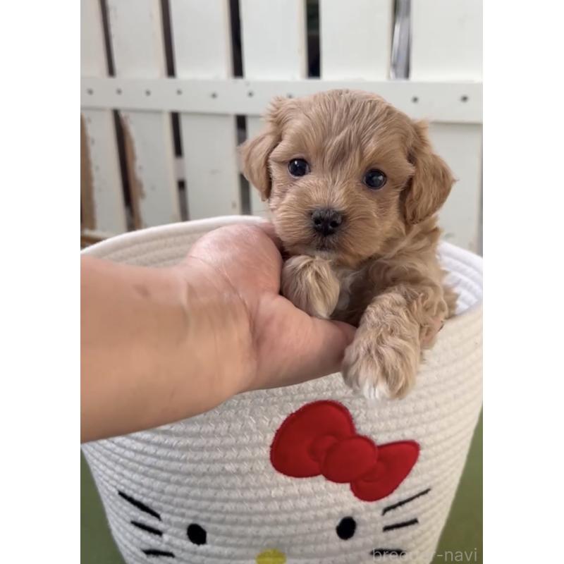 販売中の福岡県のマルプー:マルチーズ×トイプードル-444428の3枚目