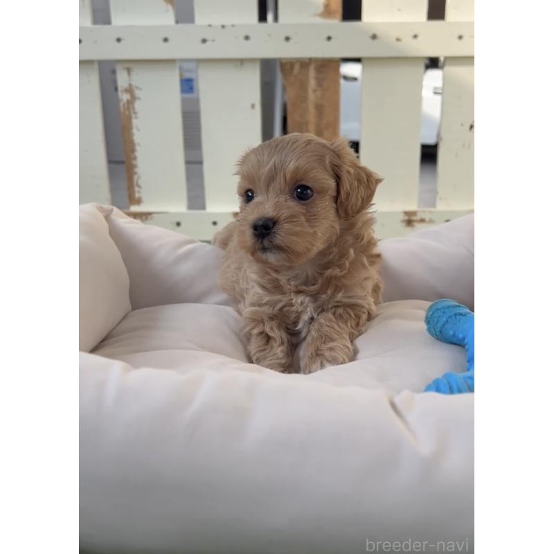 販売中の福岡県のマルプー:マルチーズ×トイプードル-444428の2枚目