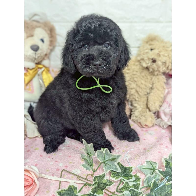 販売中の奈良県のスタンダードプードル-440621の3枚目