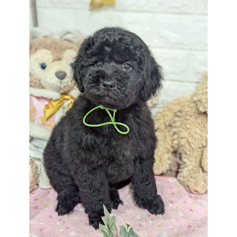 販売中の奈良県のスタンダードプードル-440621の2枚目