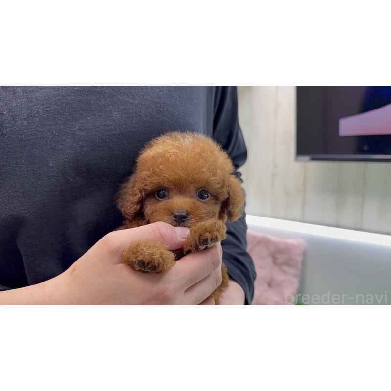 販売中の東京都のティーカッププードル-444431の6枚目