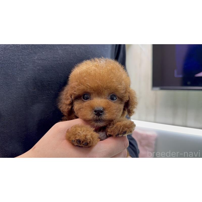 販売中の東京都のティーカッププードル-444431の2枚目